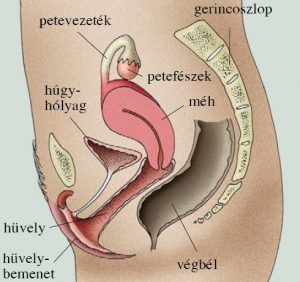 legjobb ében punci