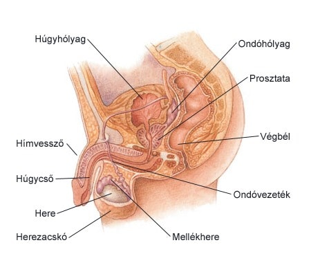 Férfi nemi szervek