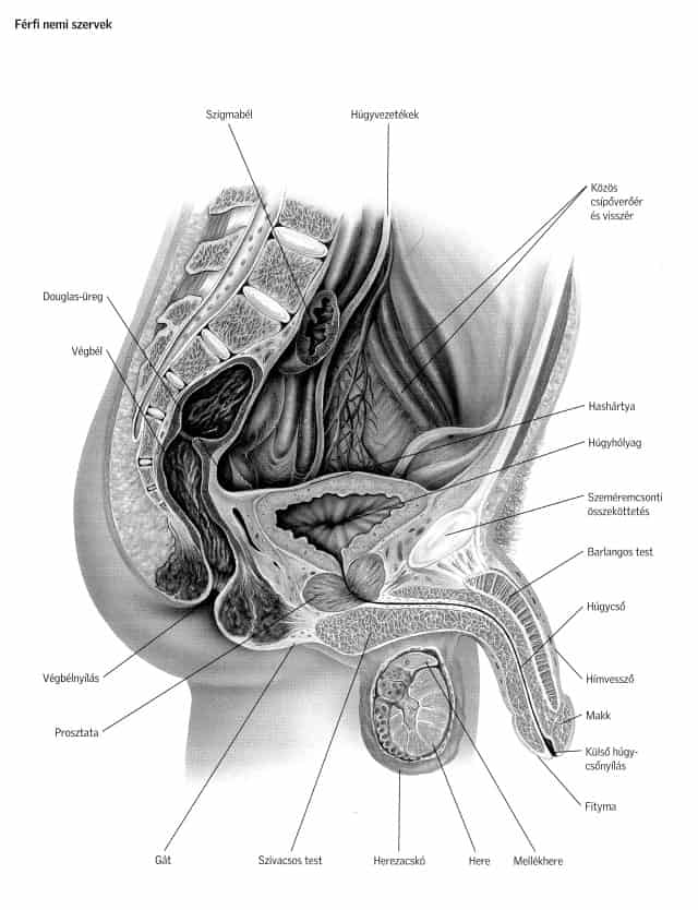 A férfi nemi szervei