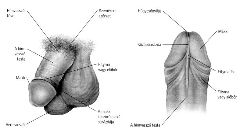 A férfi nemi szervei