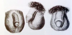 1. Egy Babuin, 2. egy európai ember, 3. Egy Babuin ember péniszének ábrázolása (balról jobbra