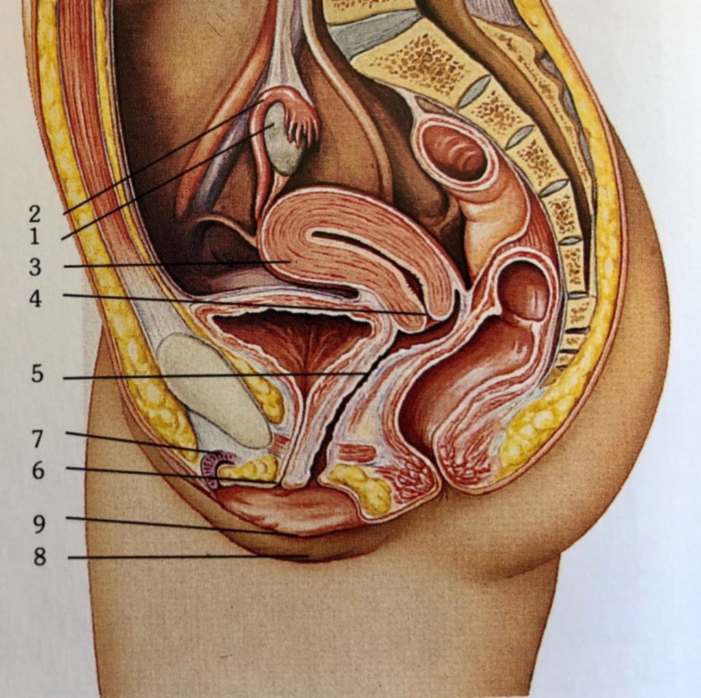A női nemi szervek bemutató képe